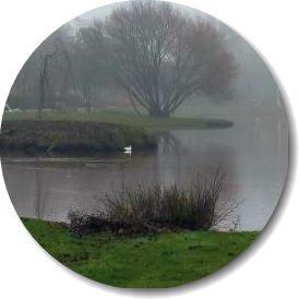 See im Nebeldunst-270x-Ente-rund 5 See im Nebeldunst 270x Ente rund